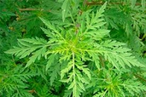 Внимание! Цветет карантинный сорняк амброзия