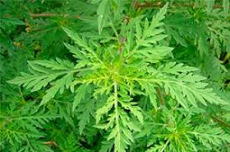 Внимание! Цветет карантинный сорняк амброзия