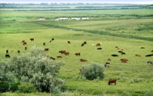 Вниманию лиц, занимающихся выпасом скота!