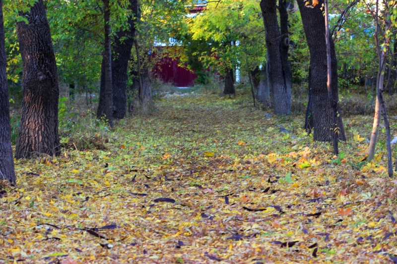 Примария объявляет конкурс на предоставление услуги по прореживанию лесных насаждений