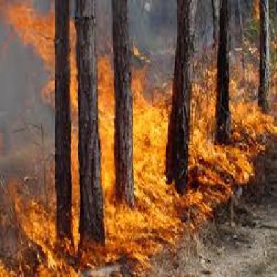 Пожар в лесном хозяйстве