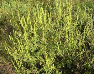 Примэрия призывает жителей и экономических агентов срочно обеспечить борьбу с амброзией