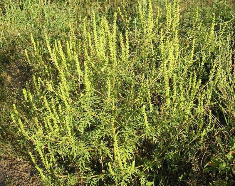 Примэрия призывает жителей и экономических агентов срочно обеспечить борьбу с амброзией