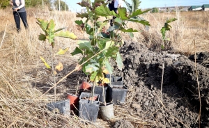Примэрия призывает горожан присоединиться к акции по посадке саженцев деревьев в парке Молодежи