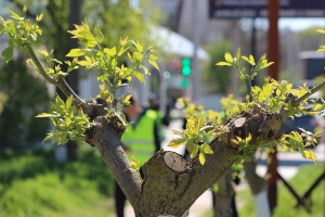 Метеопредупреждение в Молдове: ожидаются заморозки до &minus;3&deg;C