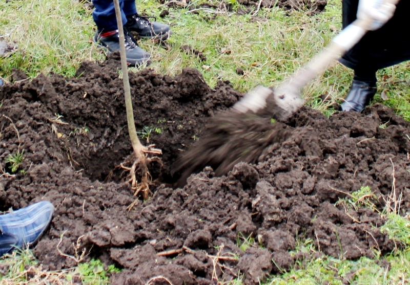 Прими участие в Дне озеленения - посади свое дерево!