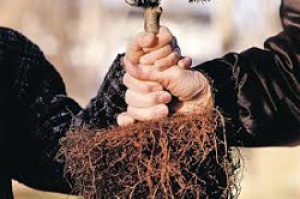 Посади свое дерево!