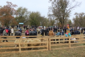 В Чадыр-Лунге 8 ноября состоится выставка достижений в области животноводства