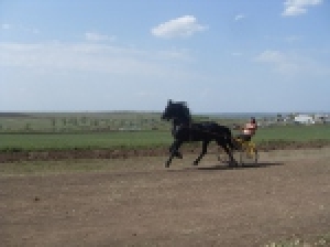 6 мая в г. Чадыр-Лунга прошли конные скачки &laquo;Алтын Ат&raquo; (Золотой конь)