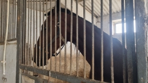 Советники проголосовали за принятие конефермы &laquo;Ат-Пролин&raquo; в собственность города и обращение в НСГ