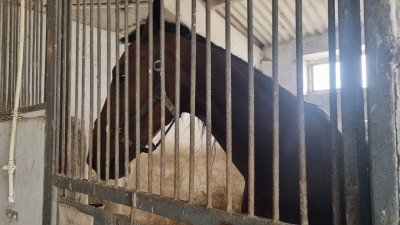 Советники проголосовали за принятие конефермы «Ат-Пролин» в собственность города и обращение в НСГ