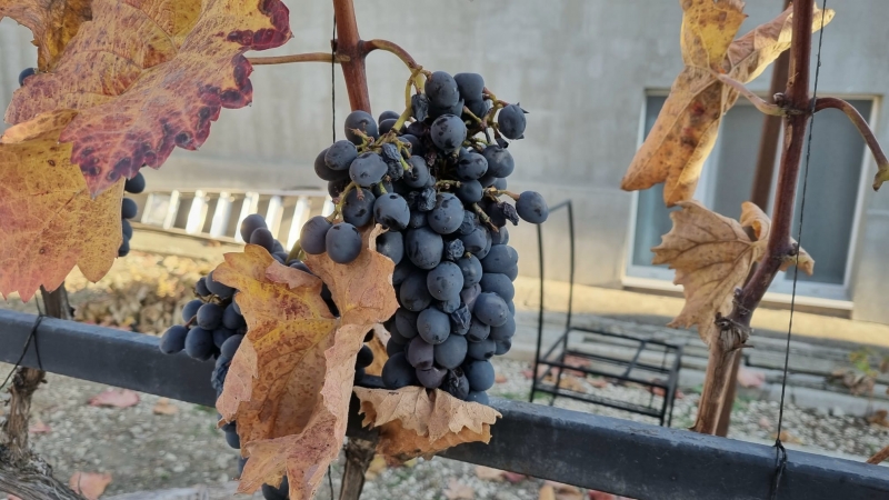 Проект USAID запускает приём заявок на техническую помощь для сельскохозяйственных производителей