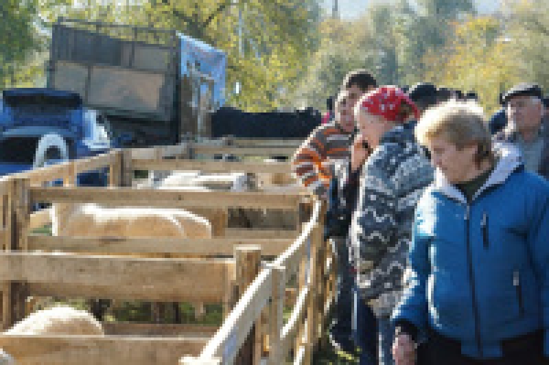 7 ноября в Чадыр-Лунге состоится Выставка достижений Гагаузии в отраслях животноводства