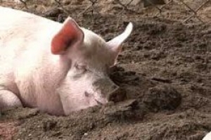 Утвержден тариф на услуги по вывозу отходов живности с частных домовладений