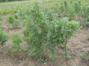 О реализации саженцев деревьев