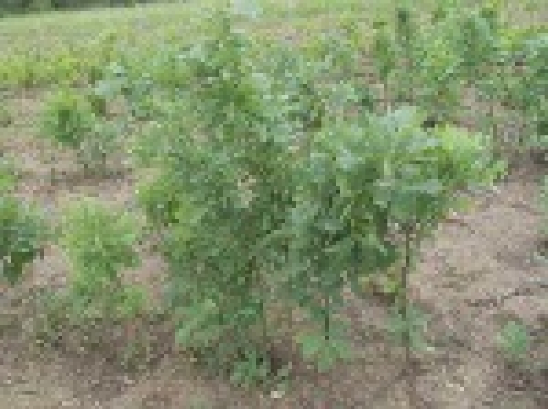 О реализации саженцев деревьев