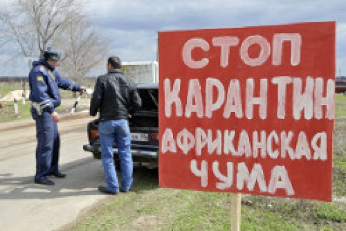 Внимание! Зарегистрированы случаи новых вспышек африканской чумы свиней