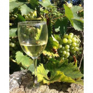 Внедрение проекта по Созданию Виноградно-Винодельческого Регистра