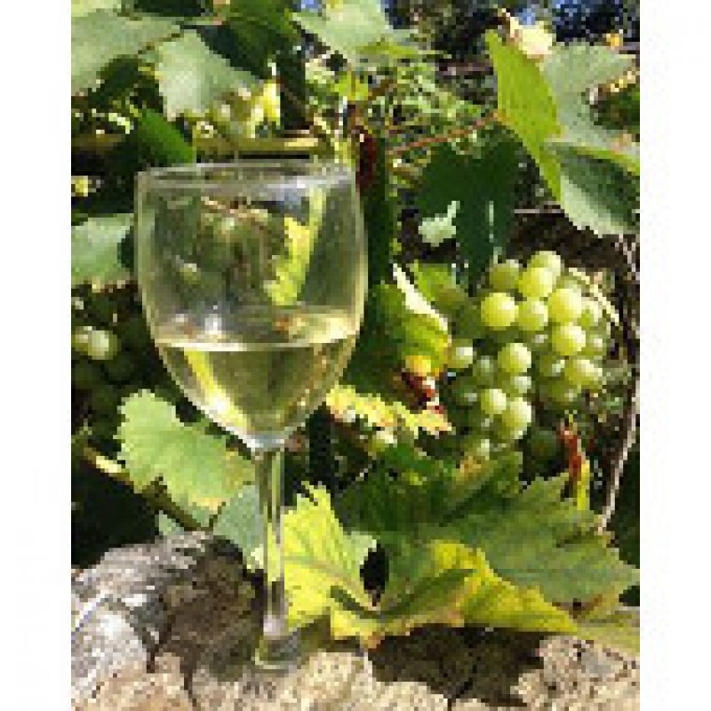 Внедрение проекта по Созданию Виноградно-Винодельческого Регистра