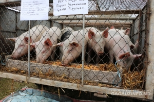 8 ноября в Чадыр-Лунге состоится выставка достижений в животноводстве