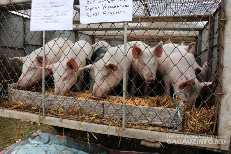 8 ноября в Чадыр-Лунге состоится выставка достижений в животноводстве