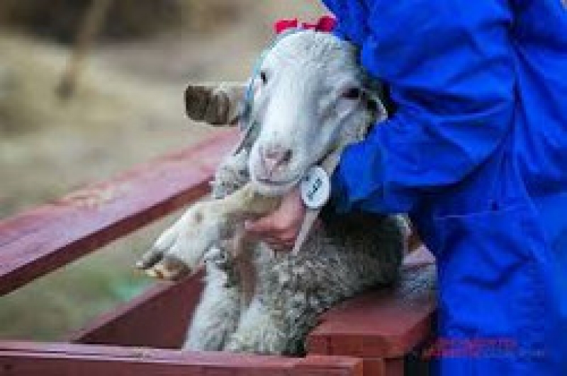 Руководство лицея "Оризонт" раздало малоимущим муниципия мясо