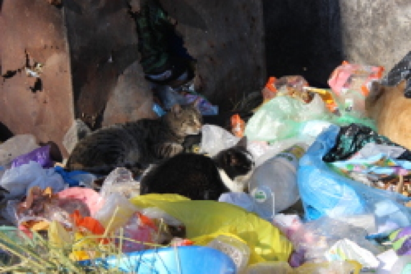 Мусорные контейнеры будут опустошаться чаще