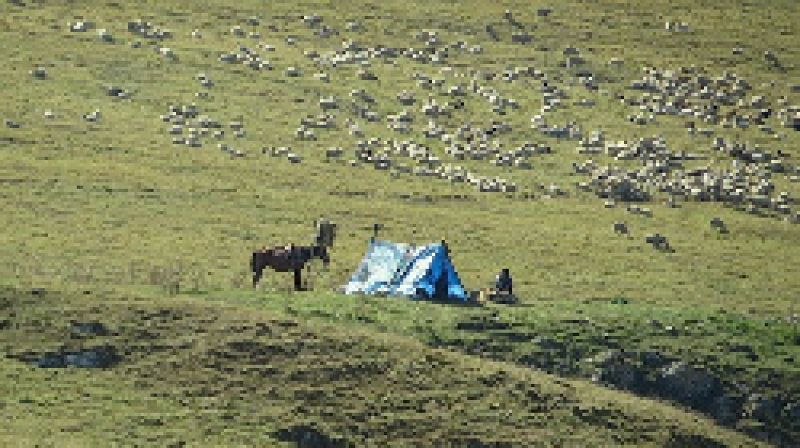 В Чадыр-Лунге специальная комиссия будет выявлять случаи незаконного выпаса скота
