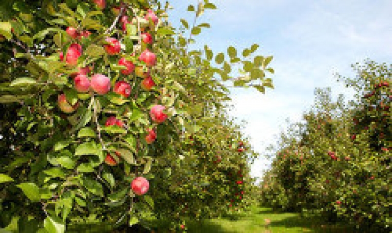 Особенности производства фруктов в 2016г.