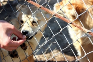 Для решения проблемы с бездомными собаками выделят 200 тысяч леев из резервного фонда Чадыр-Лунги
