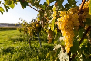 К сведению владельцев и пользователей виноградных плантаций &ndash; прием заявлений для регистрации в BBP &ndash; до 30 августа 2018 года