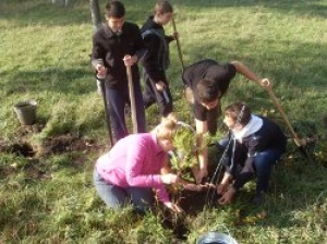 В городе началась посадка деревьев