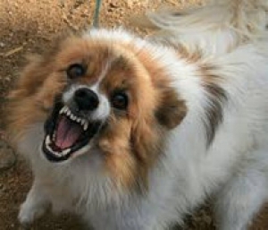 Бешенство &ndash; смертельная болезнь!