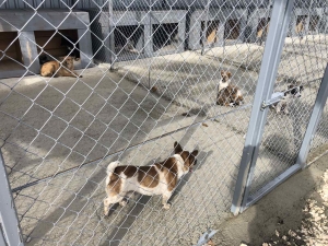 В городе построят дополнительные вольеры для 50 бездомных собак