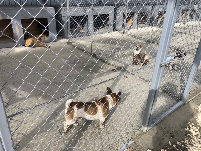 В городе построят дополнительные вольеры для 50 бездомных собак