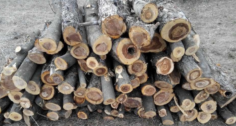 Примария Чадыр-Лунги обеспечивает дровами социально уязвимые слои населения