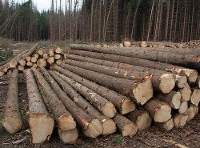 Населению будет реализована древесина