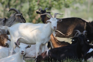 Примэрия Чадыр-Лунги предупреждает об ответственности за незаконную пастьбу животных в парках