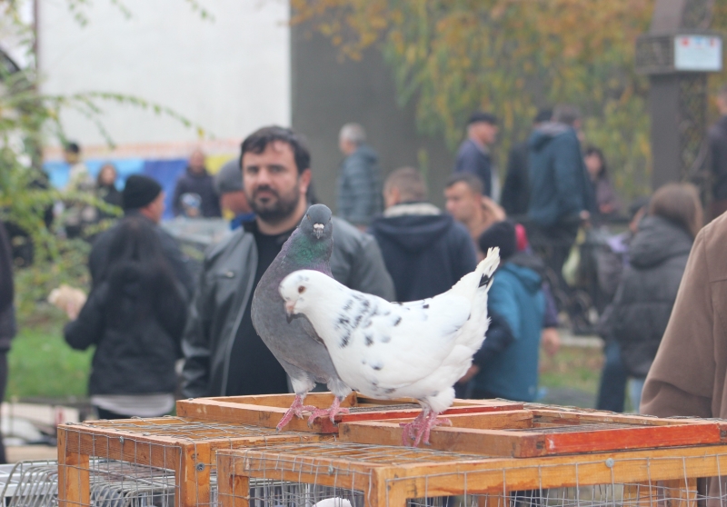 Традиции, национальная кухня, дух единства: как Чадыр-Лунга отметила Касым