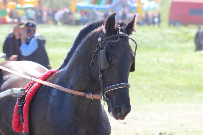 В Чадыр-Лунге состоятся конноспортивные соревнования