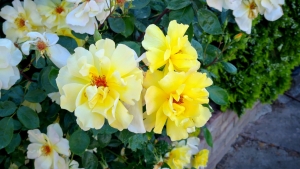 Приглашаем на праздничный концерт, посвященный Дню учителя