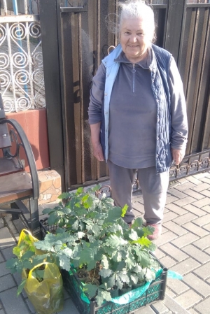 Жительница Чадыр-Лунги вырастила дубы из желудей и передала их городу