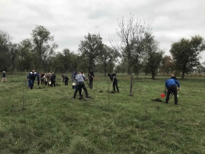 Озеленение города. Сотрудники примарии высадили более 400 деревьев