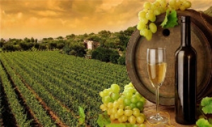 В Гагаузии объявлен конкурс на лучшее стихотворение и легенду о вине и винограде