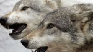 Зарегистрирован случай нападения волков