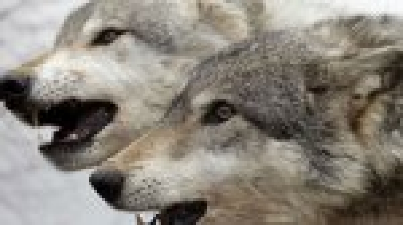 Зарегистрирован случай нападения волков