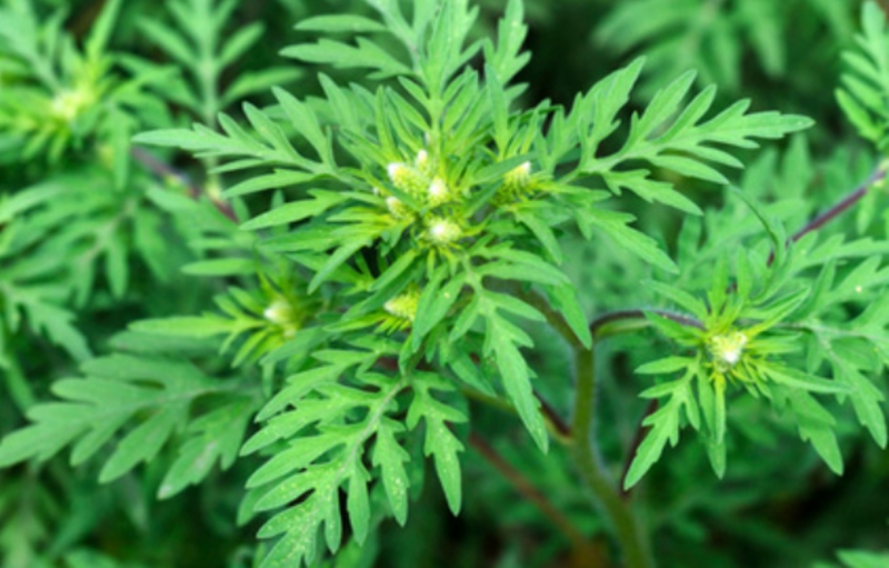 Амброзия: требования и рекомендации по борьбе с вредоносным растением