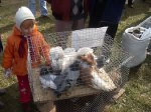 В Чадыр-Лунге прошла выставка достижений животноводства