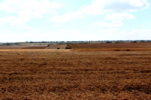 Рекордный урожай гороха соберут в этом году аграрии из Гагаузии