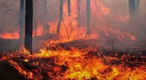 Скоси траву &ndash; защитись от пожара